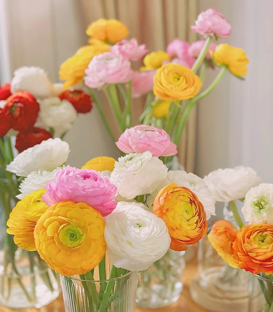 【洋牡丹】云南昆明直发洋牡丹30支鲜花稀有色室内花束水培插花