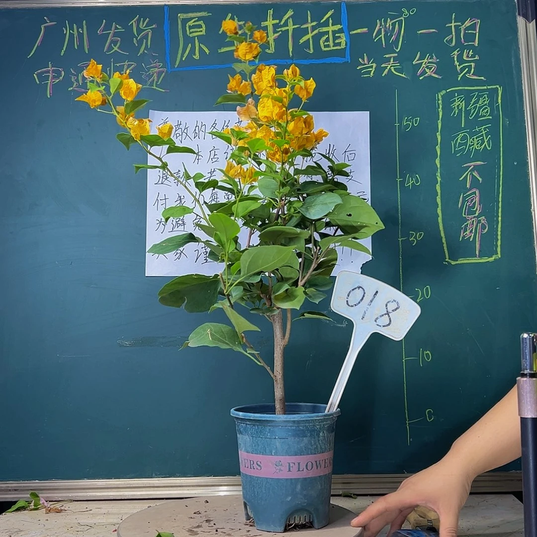 当前无花栽培后可以开花加州黄金018