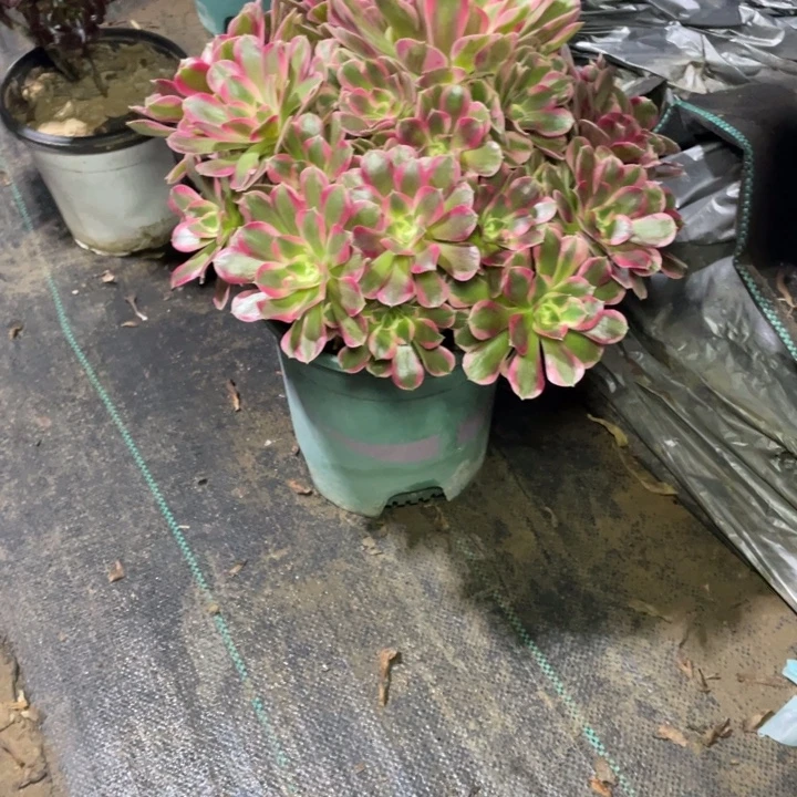 51妖月多肉多肉植物