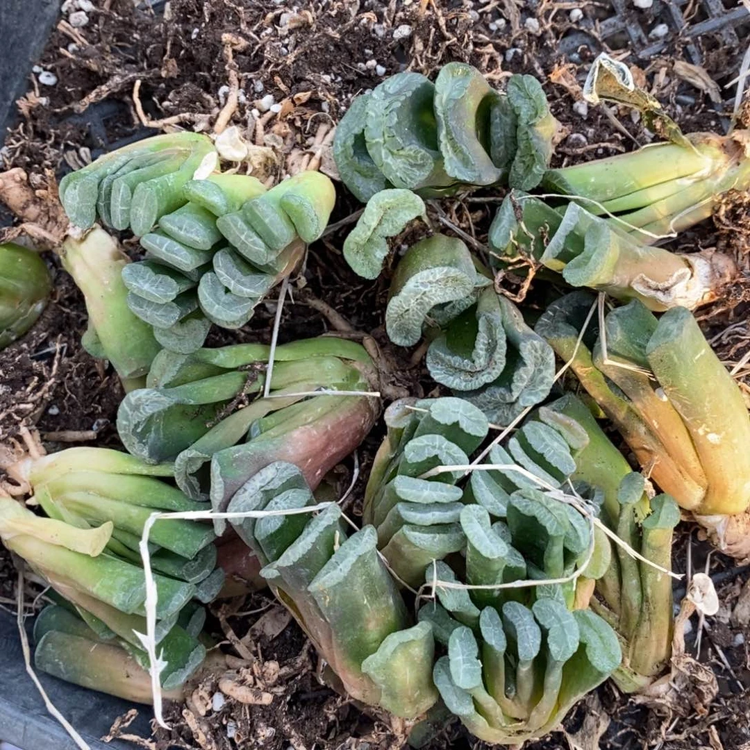 305 一颗实生玉扇 新年福利