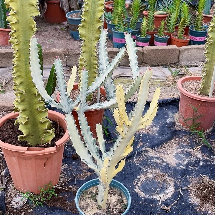 心***逸完全开放白龙骨裸根发货43cm