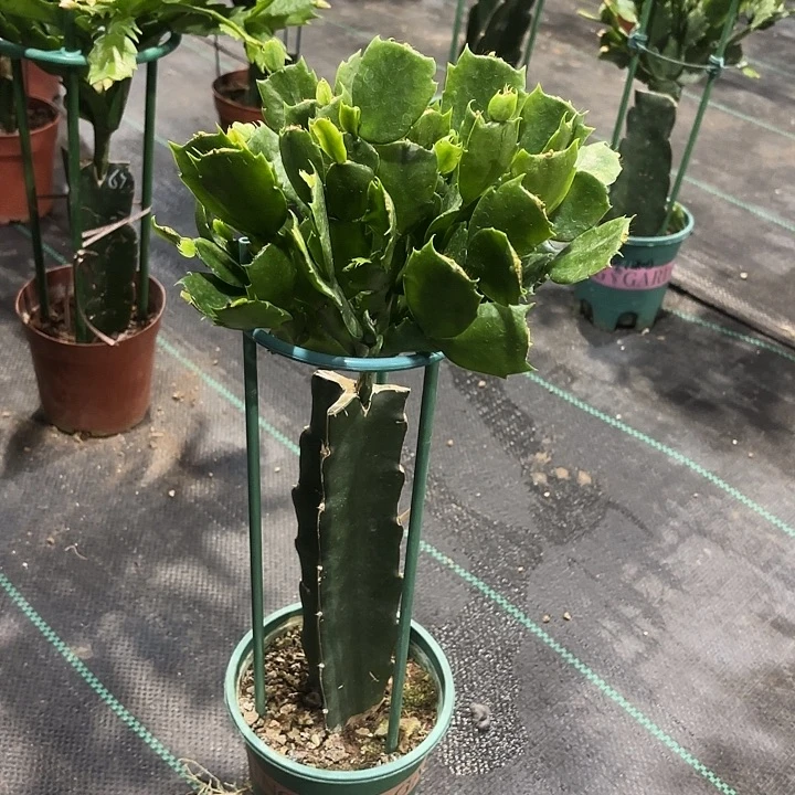 环***姐当前无花栽培后可以开花