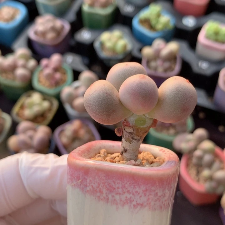 米可奶酪 小胖子 叶片有干疤 带侧芽