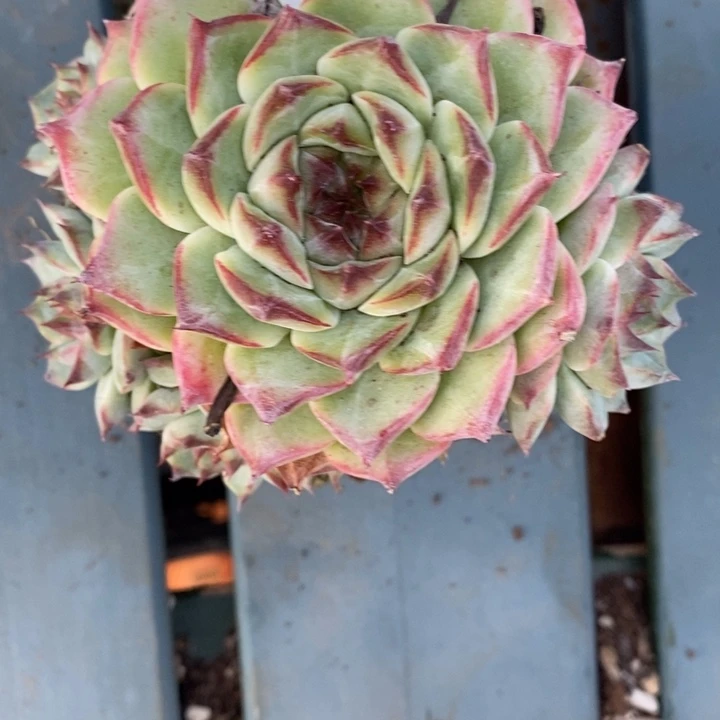 如***令1660杂交老桩基地～10厘米