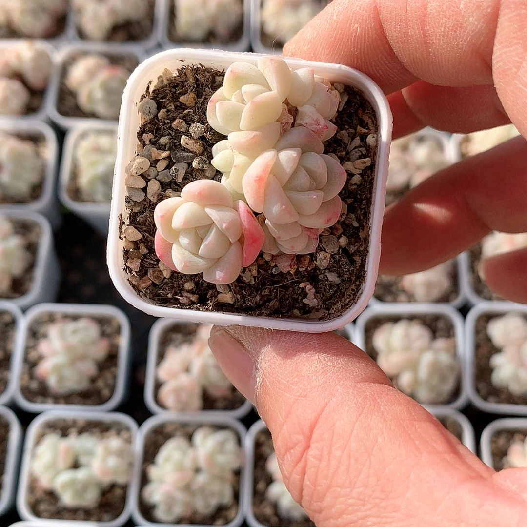 一**鱼鱼宝宝的冰玉555555