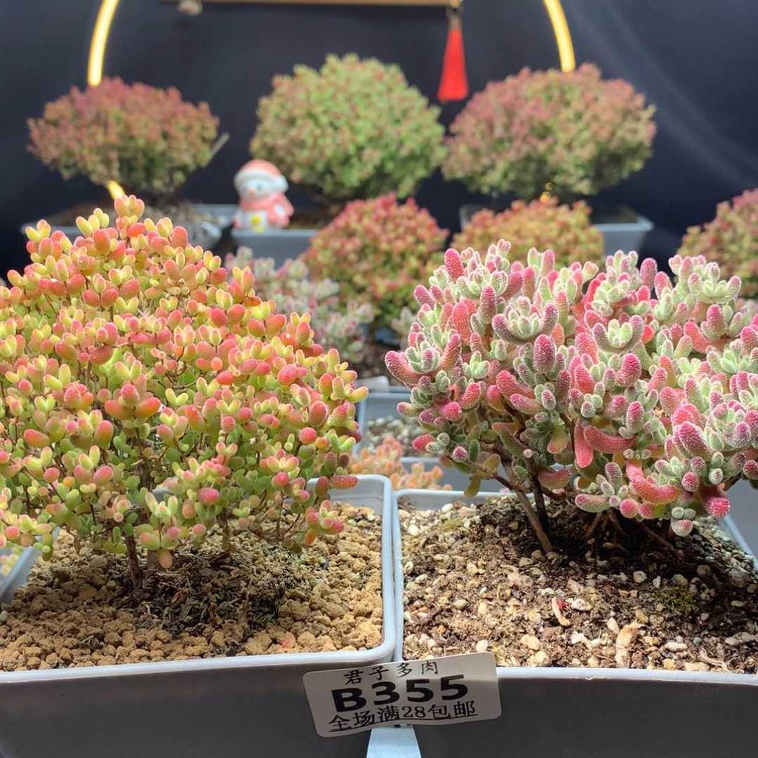 欠****抱B355冰晶杂红叶蜜橘枝干番杏