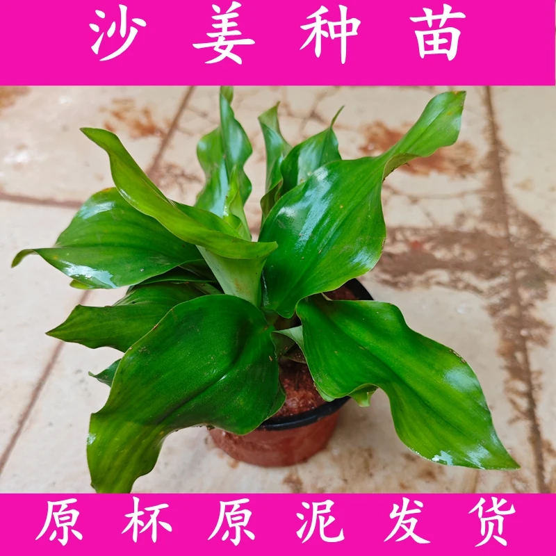 沙姜种苗 山奈盆栽原杯原泥发货香浓绿植满三棵包邮客厅盆景植物