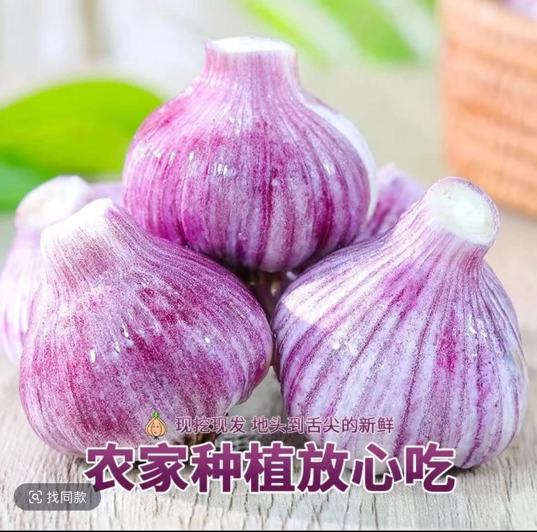 云南紫皮多瓣蒜新鲜现挖湿蒜辛辣十足大蒜头
