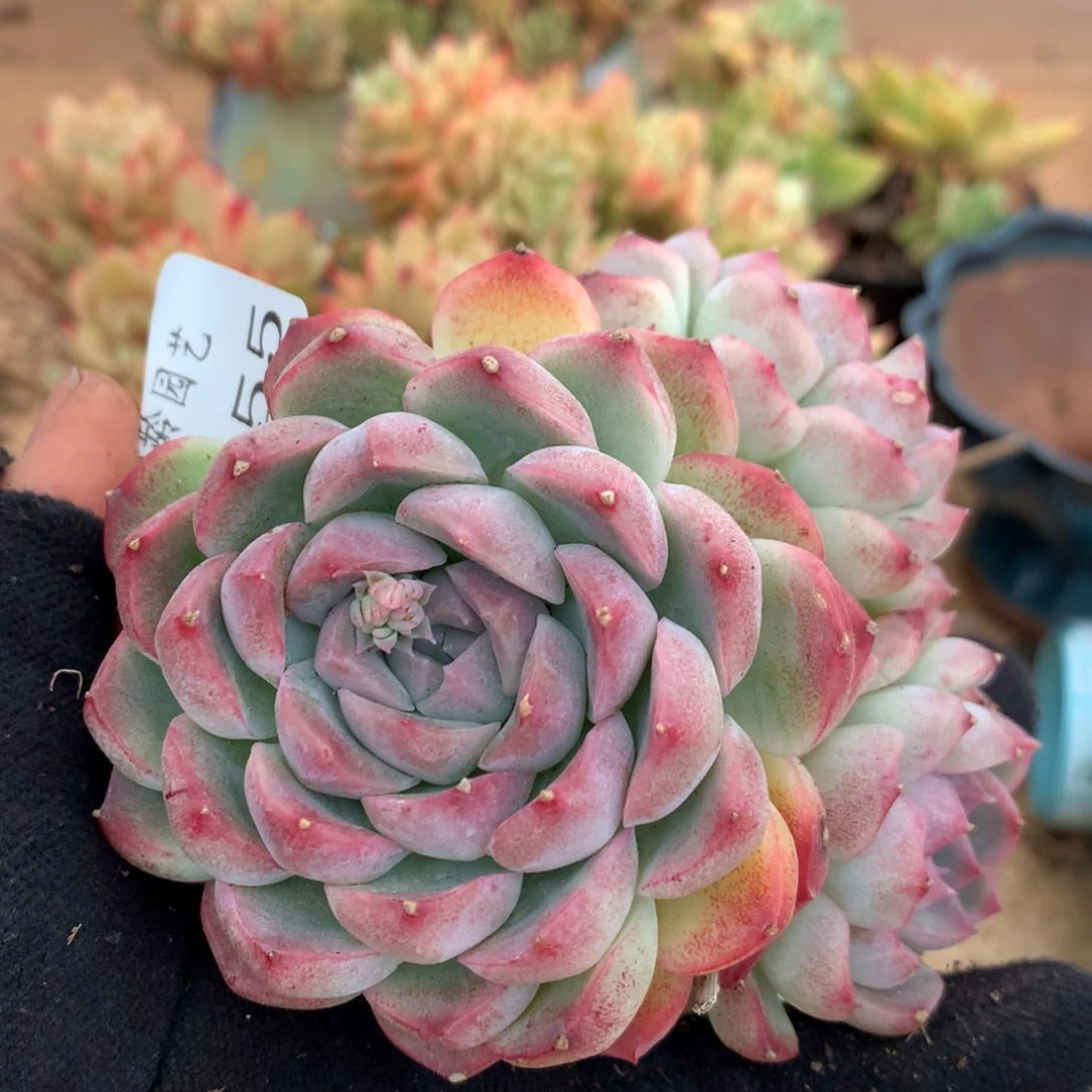 5555杂交多肉植物