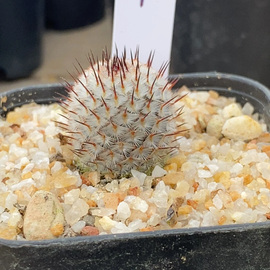 【闪购商品】完全开放直刺配雷