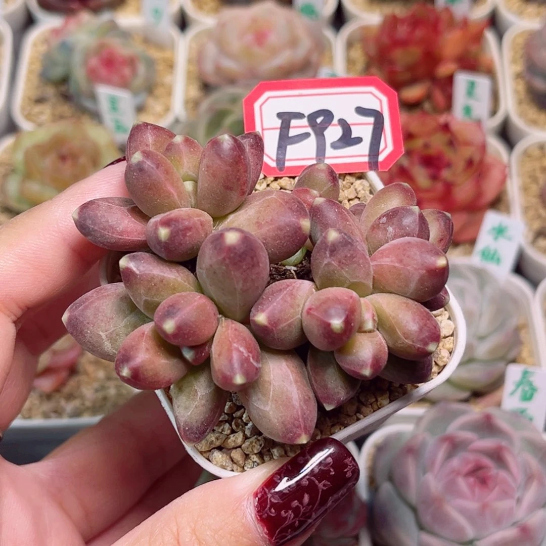 X*F927一物一拍 千代田
