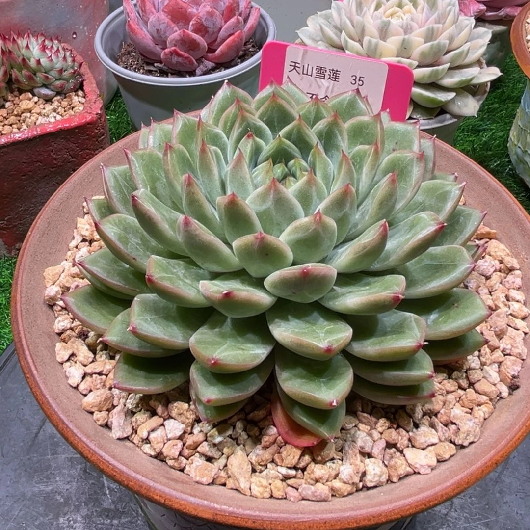 天山雪莲，一物一拍。