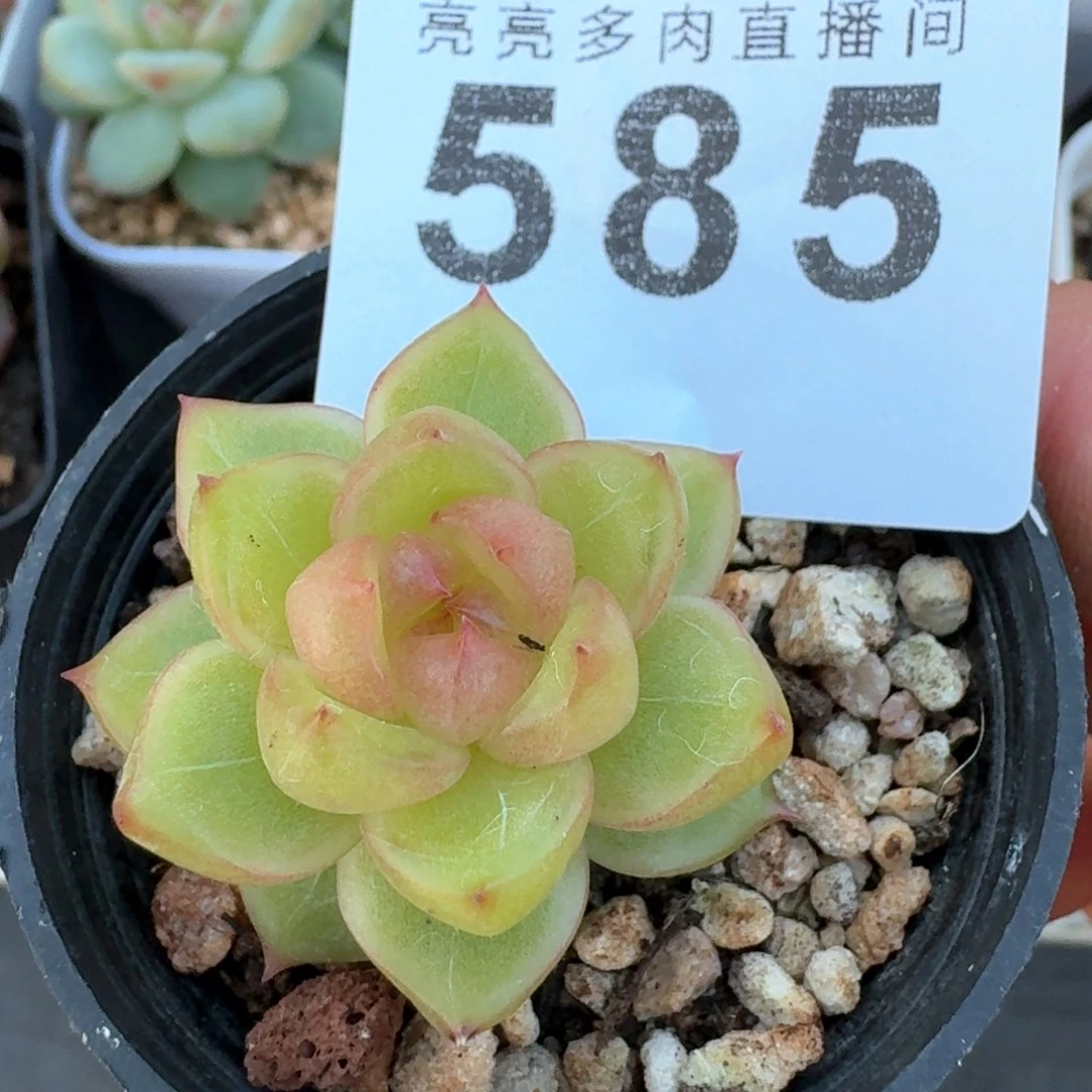 空灵珍妮            多肉植物