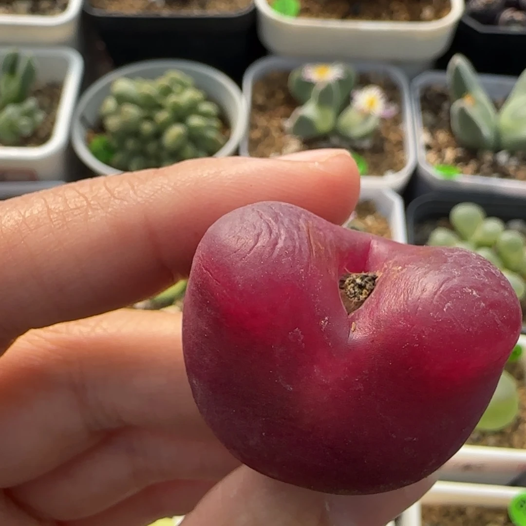 漂亮3.1cm多肉植物499