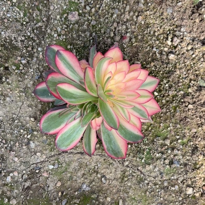 黑魔彩虹锦多肉量拍