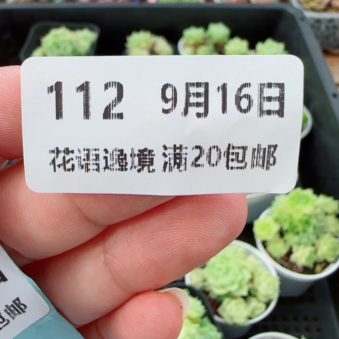 我***老花语逸镜0916-112