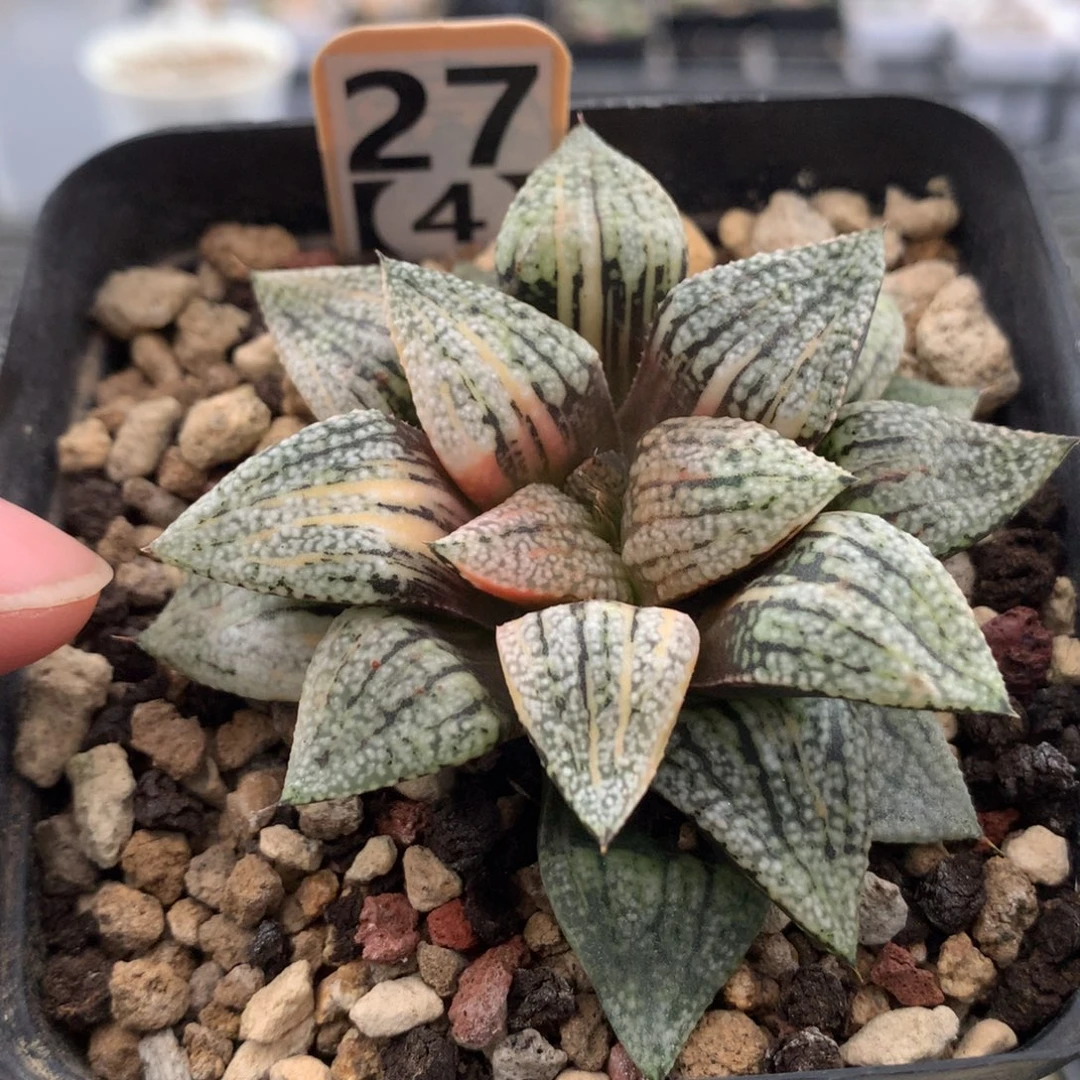 274尖叶白银多肉植物