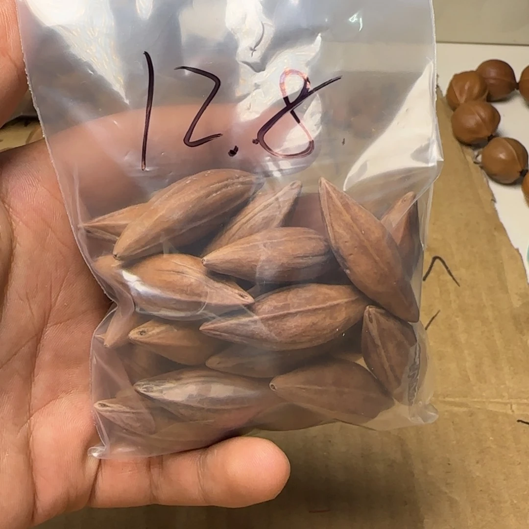 【闪购商品】橄榄核手串/手链11111111
