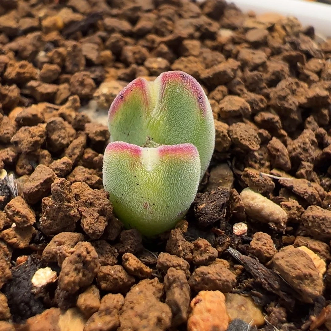 丹尼尔猪多肉植物盆栽