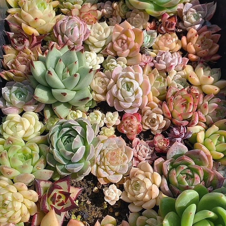120 多肉植物盆栽花卉盆栽