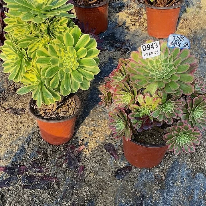 紫**嫣多肉芳华套餐945。 943多肉