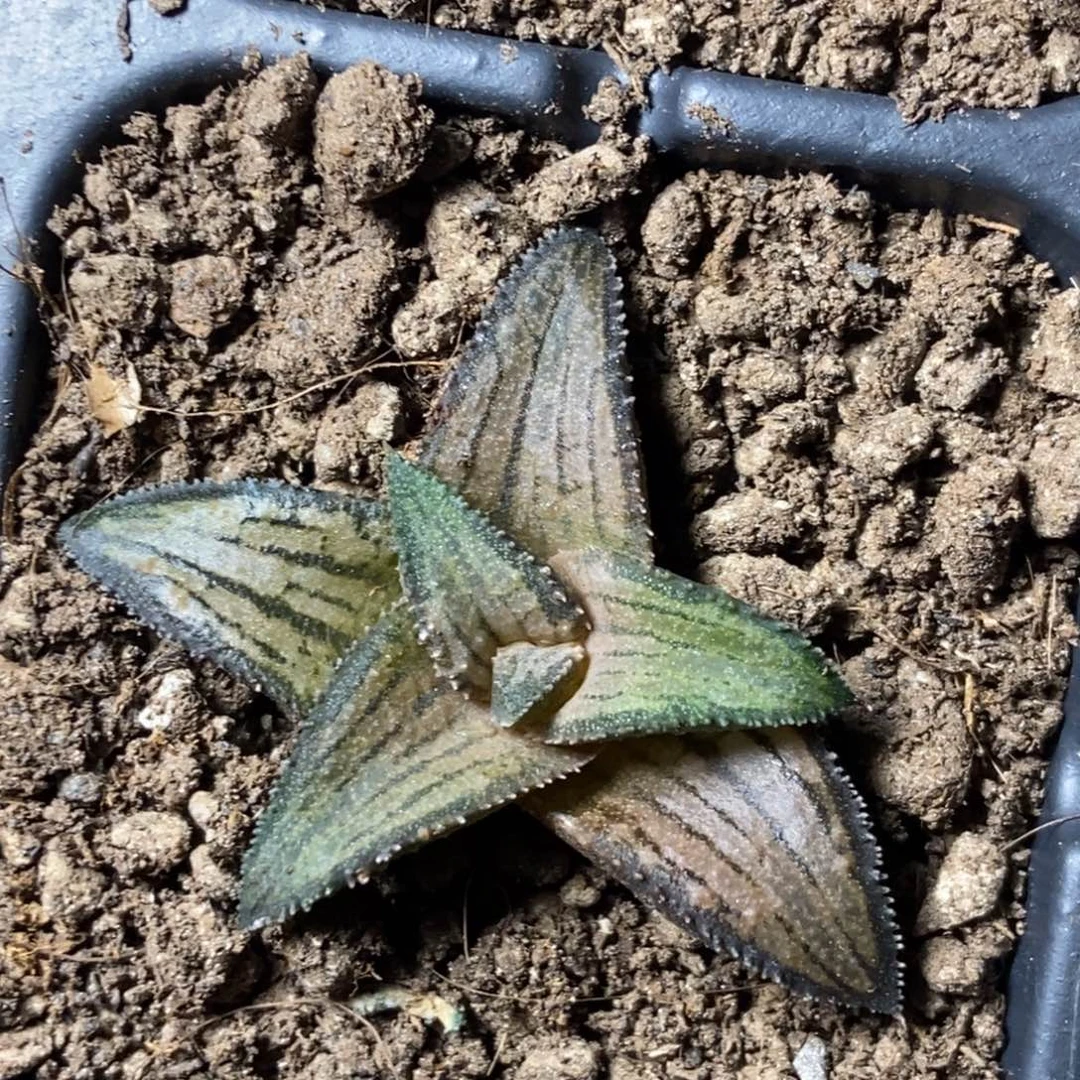 蜜蜂微笑一物一拍