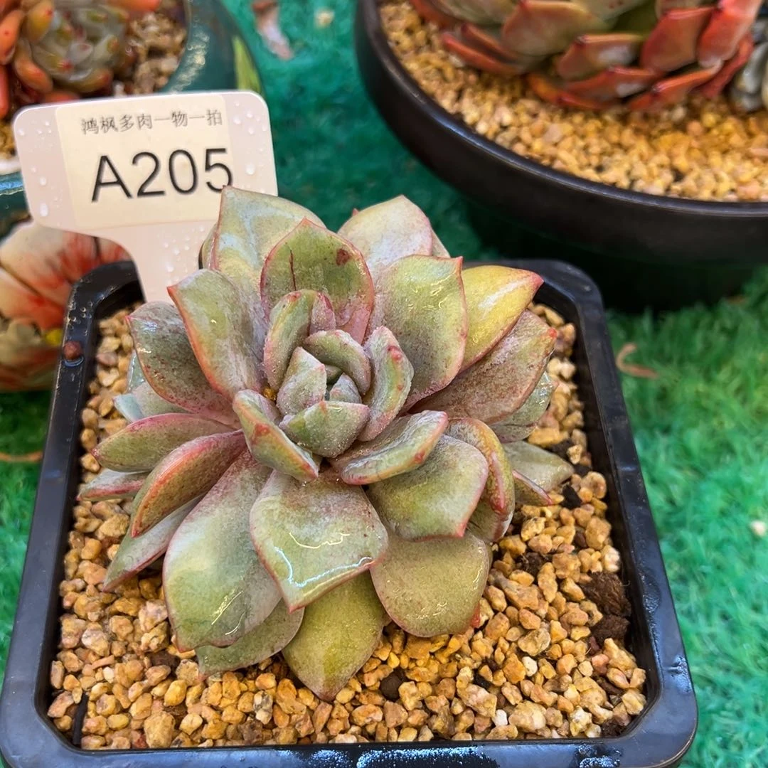 德国香槟带拉丝，，，，，，，，，，，，