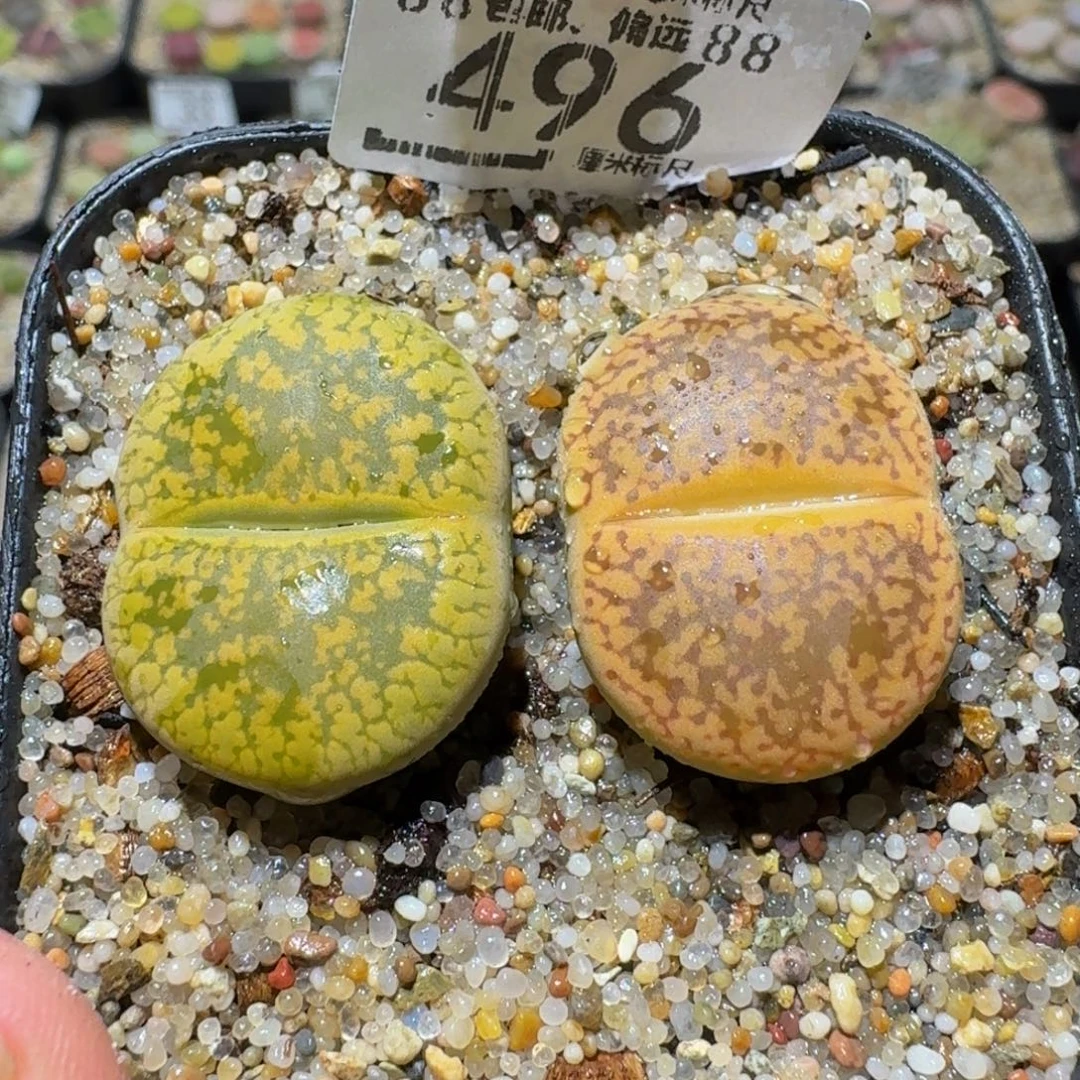 Ssss精品生石花496