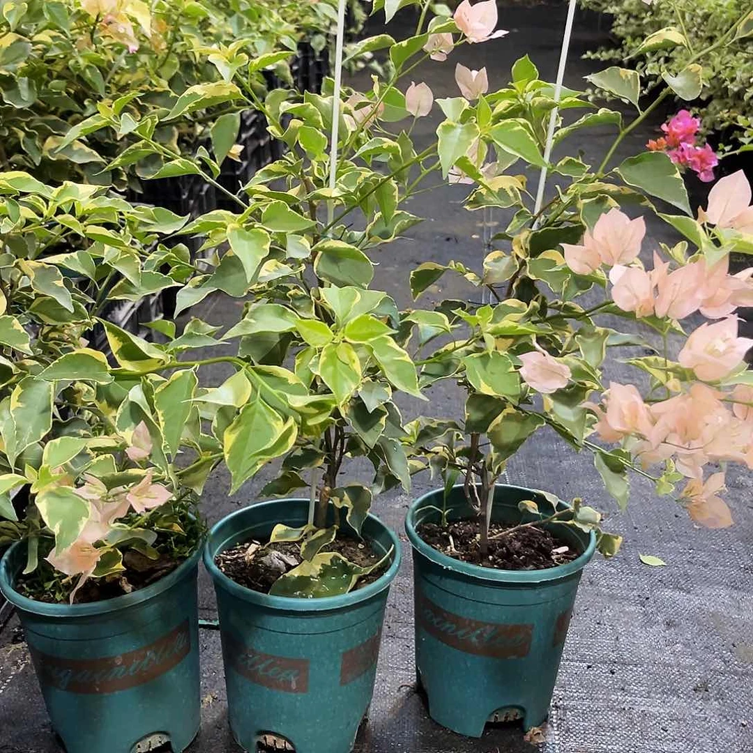 当前无花栽培后可以开花马斯带竹一颗