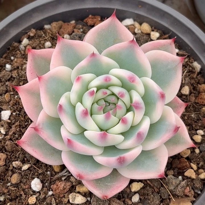 吉娃娃锦一颗发货