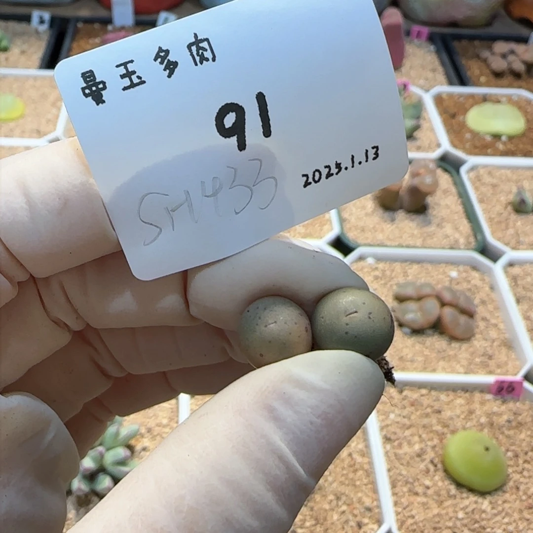 淼*淼多肉多肉多肉1.13-091