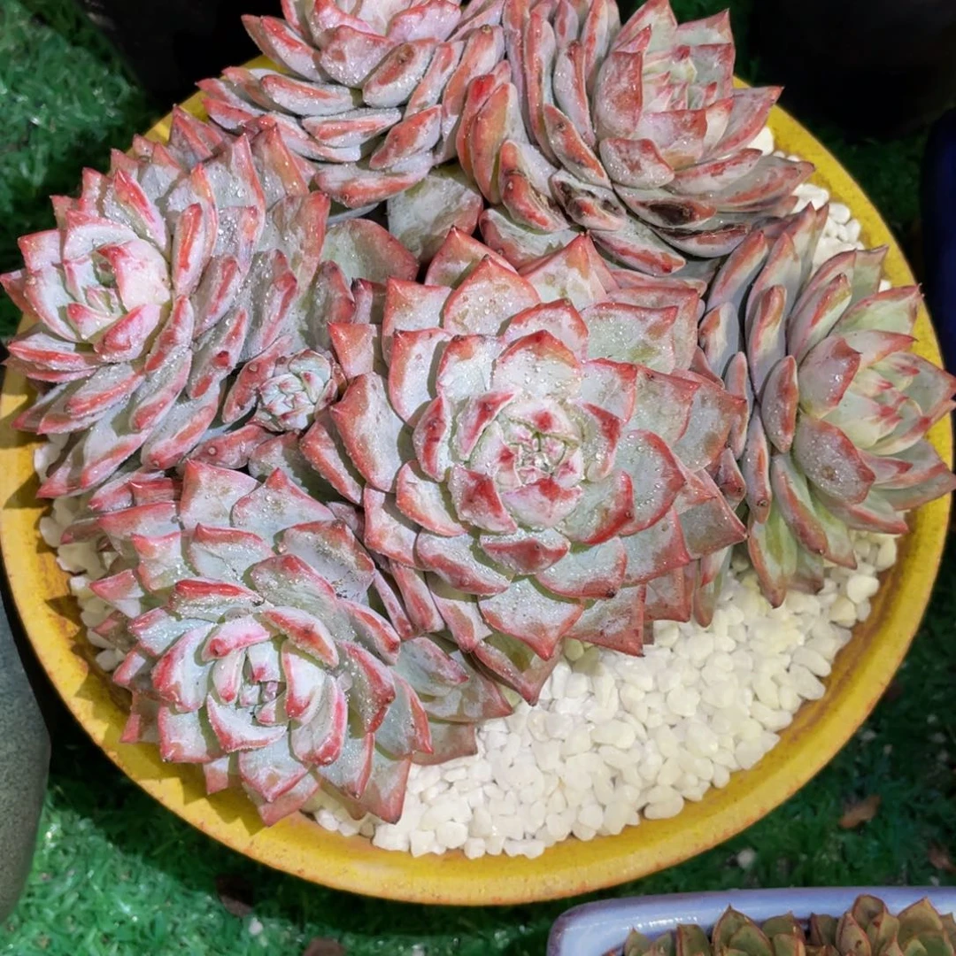 梅***子多肉植物盆栽多肉