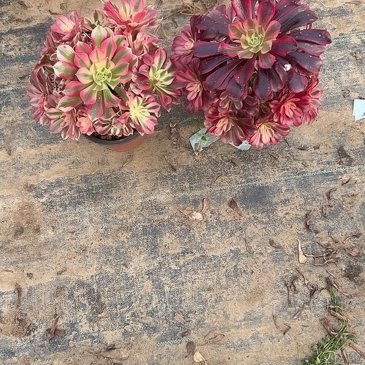 一单包邮不包侧枝15