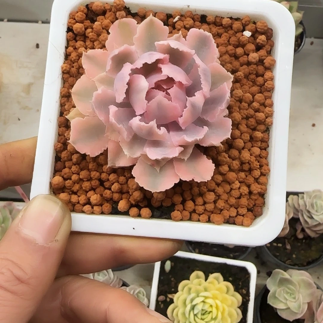 m****i晚霞之舞锦多肉植物