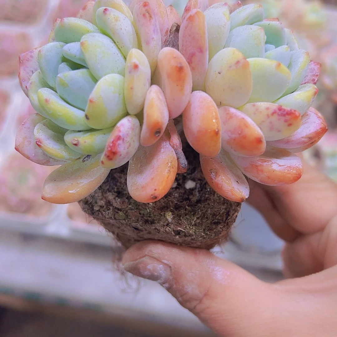 双头老桩大冷香19包邮