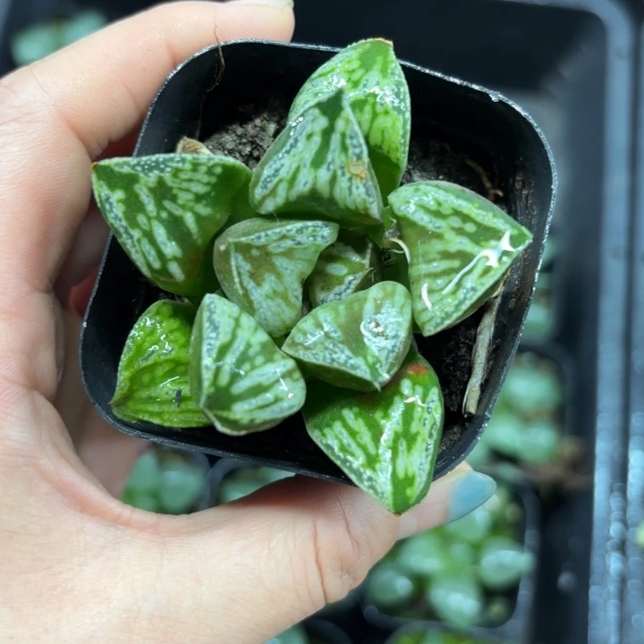铜雀台原盘多肉植物