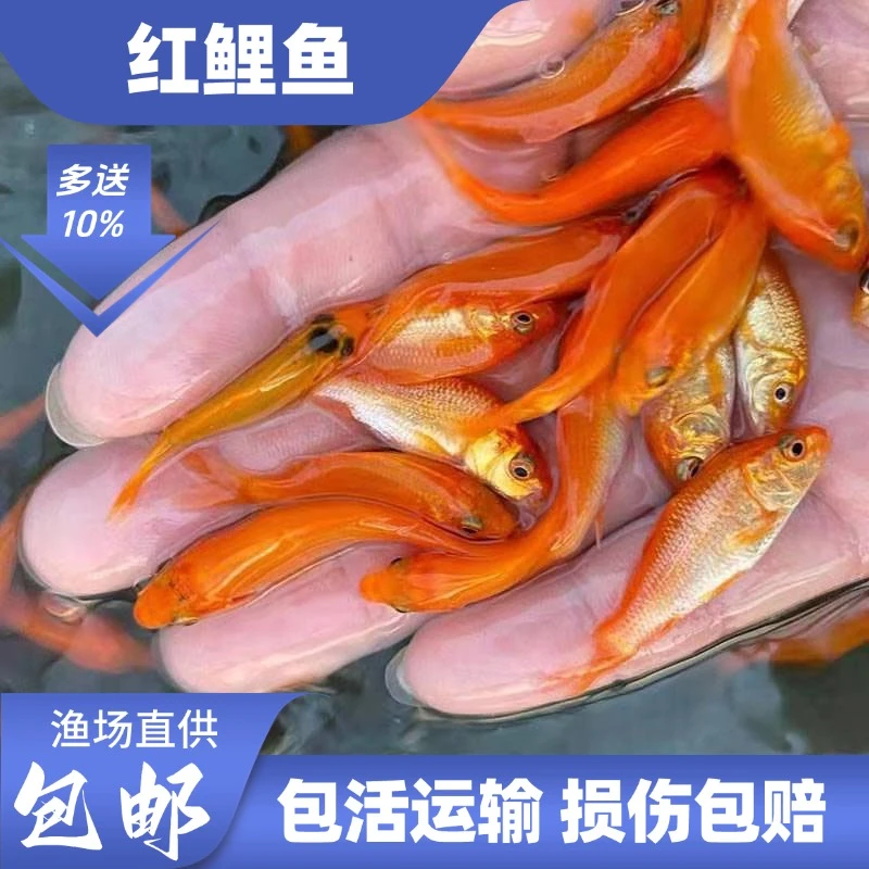 红鲤鱼淡水养殖食用活体大红兴国鲤鱼耐活冷水观赏鱼