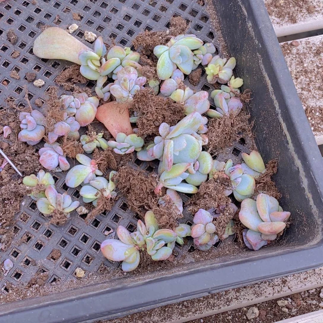 小*特价也差苗。1111111