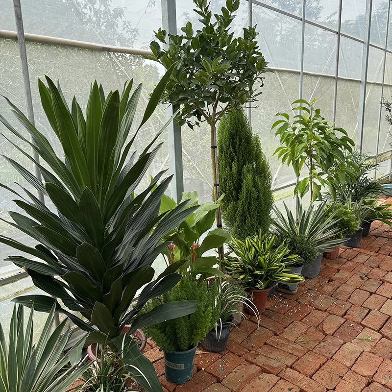 罗曼的花园 高级感花境组合盆栽苗耐阴花园氛围观叶花境绿植