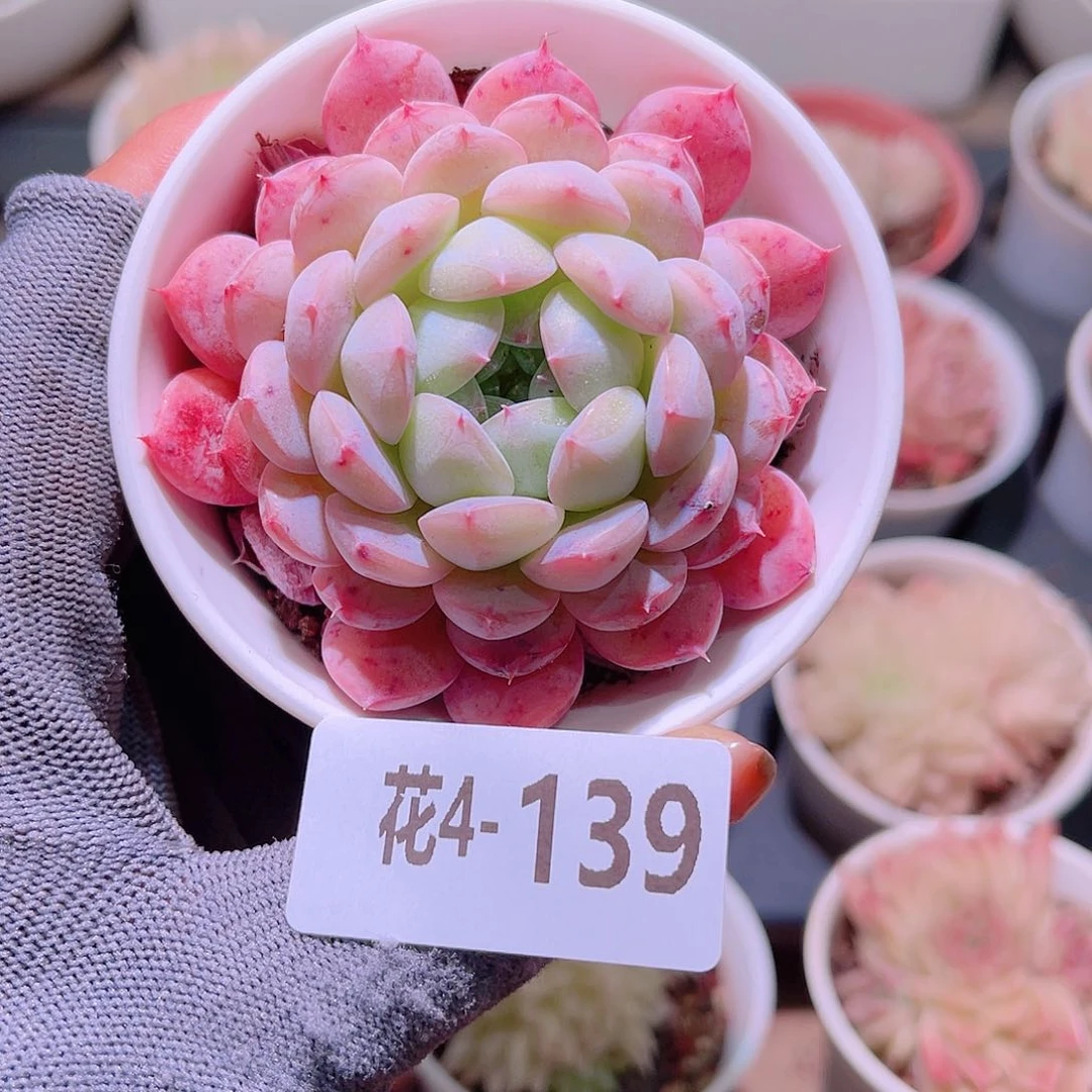 花04-139白桃汽水