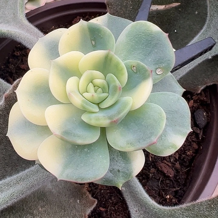 三文鱼锦多肉植物