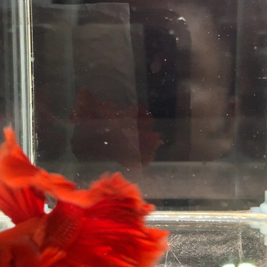 斗鱼七弟泰国斗鱼86