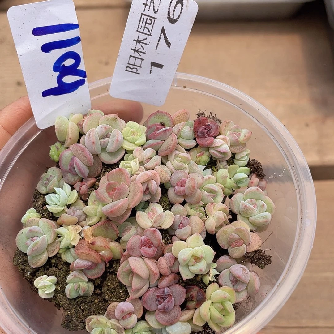 量拍多肉植物多肉植物176