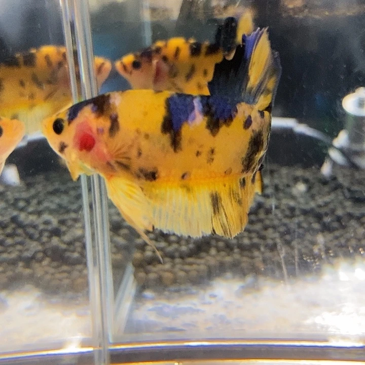 斗鱼黑20号巨斗将军