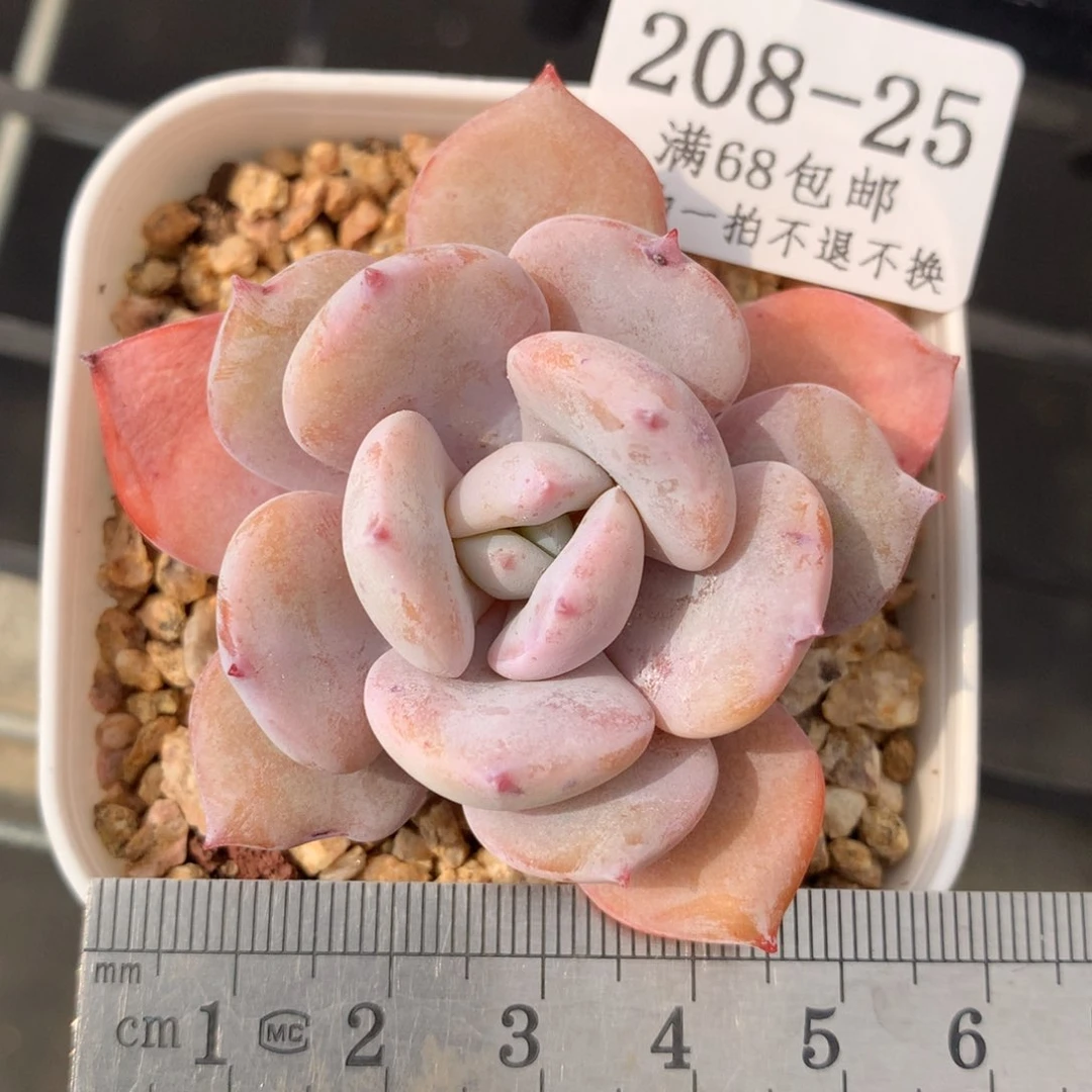 25。奶茶。满六八包邮。