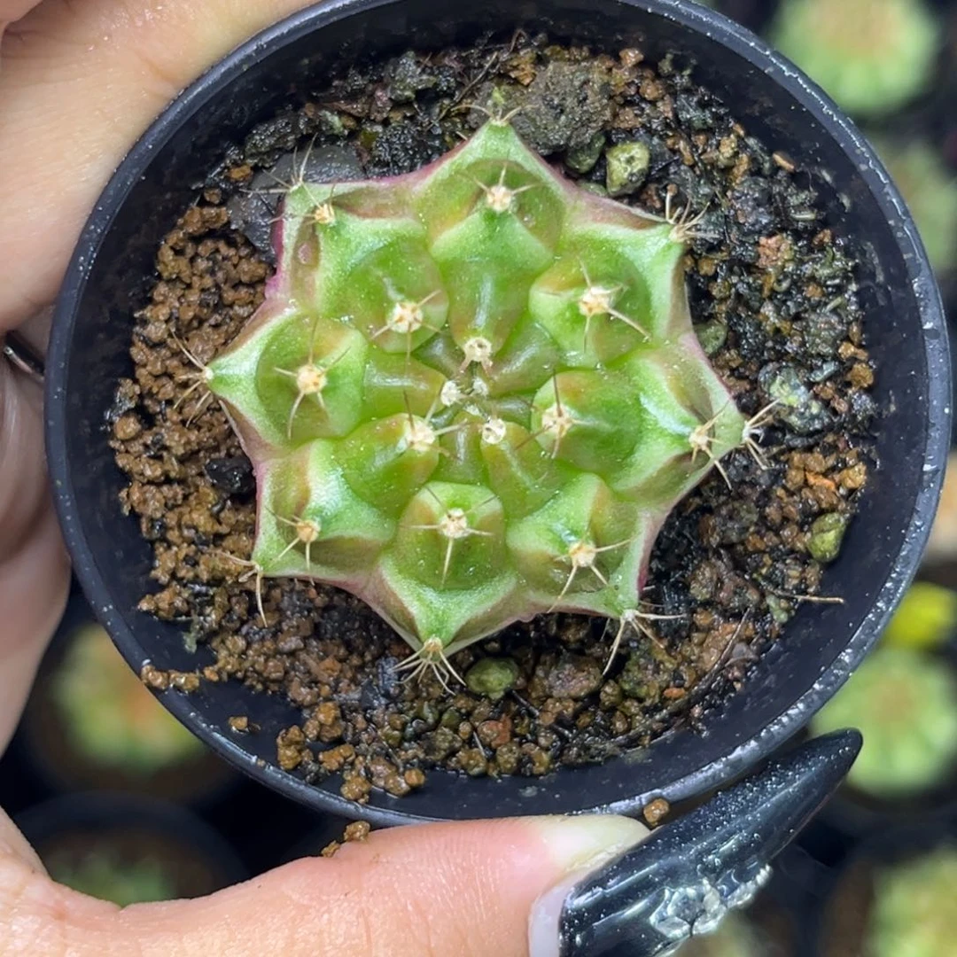 泰系轮回 带盆土发货 fl