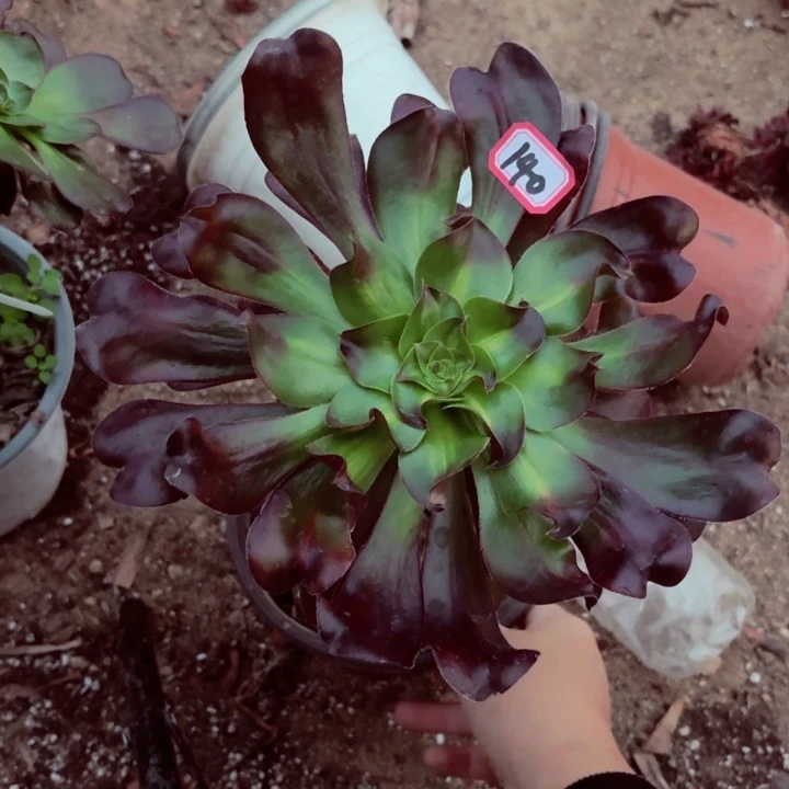 巫毒中班锦140法师多肉