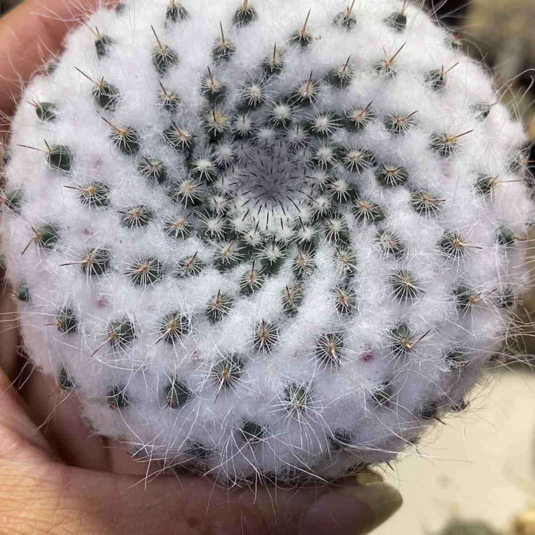 临*仙专拍专拍日系景清