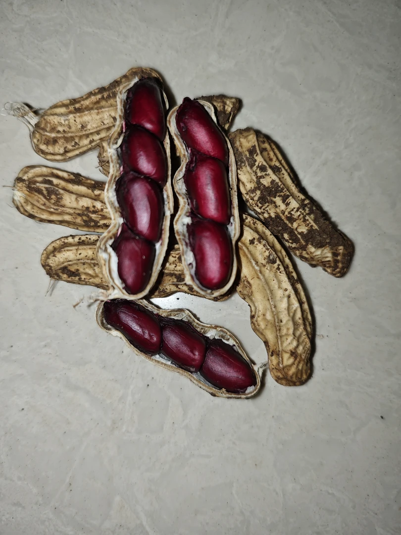 云南新鲜黑紫花生鲜花生生花生带壳花生新货