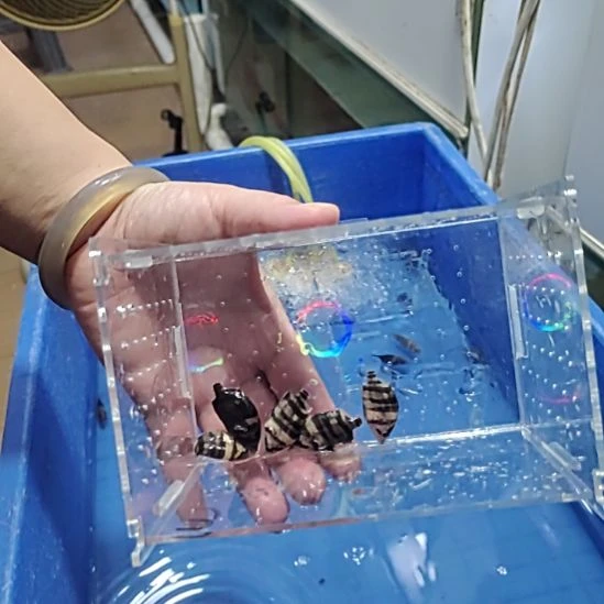 虎鱼苏门答腊虎鱼